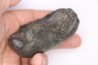 whale earbone  mio-pliocene  Florida - USA