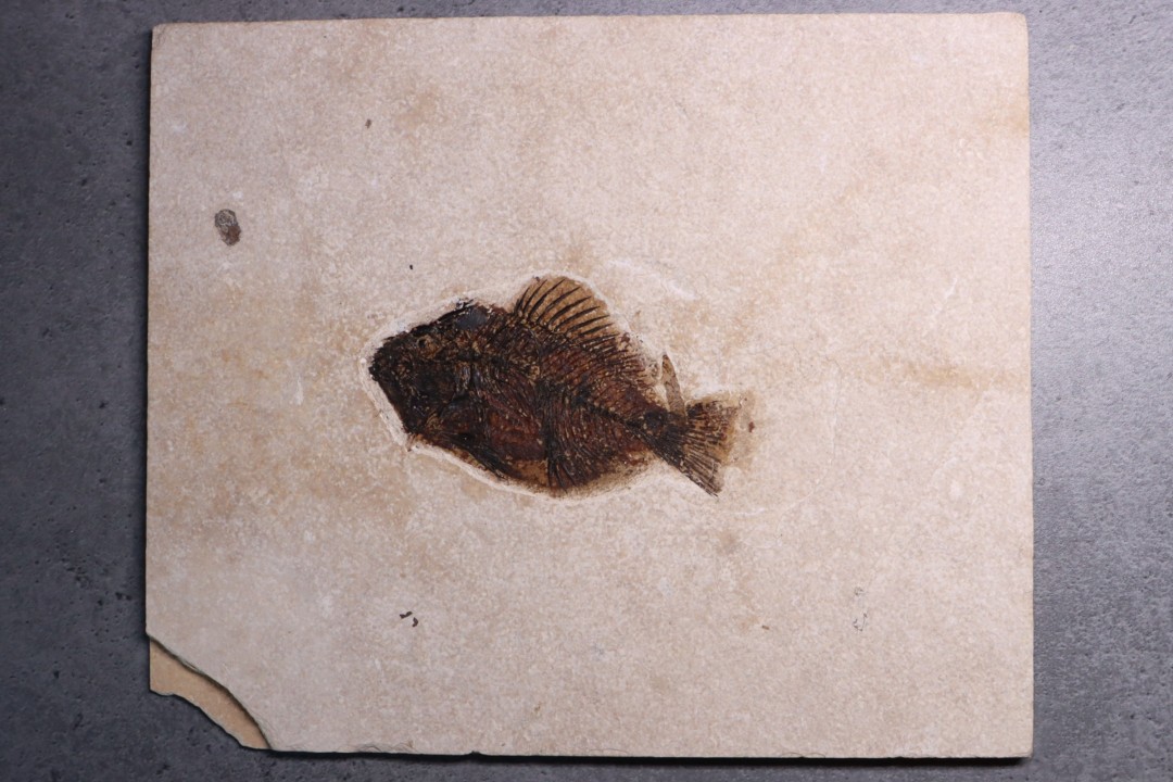 poisson fossile Cockerellites liops - green river fmt - eocène - USA