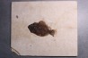 poisson fossile Cockerellites liops - green river fmt - eocène - USA