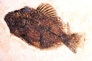 poisson fossile Cockerellites liops - green river fmt - eocène - USA