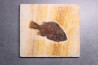 poisson fossile Cockerellites liops - green river fmt - eocène - USA