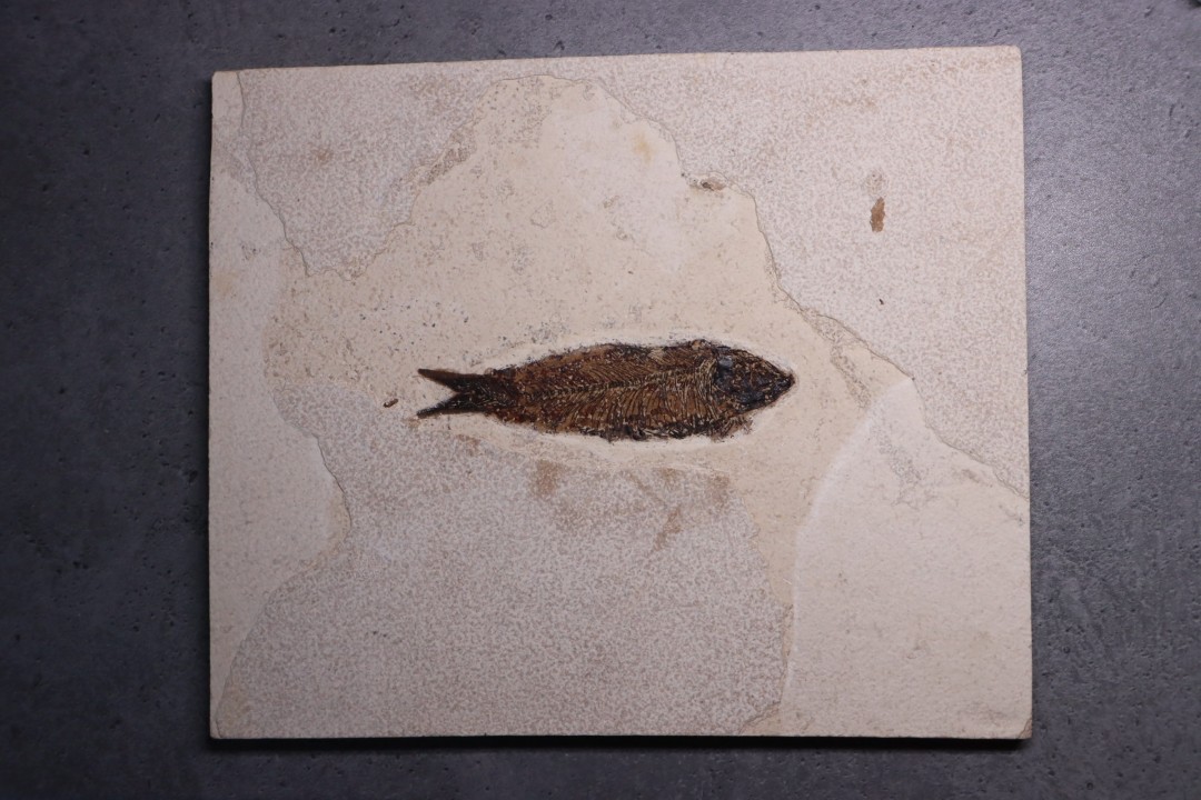Poisson fossile KNIGHTIA EOCAENA - éocène - Wyoming - USA