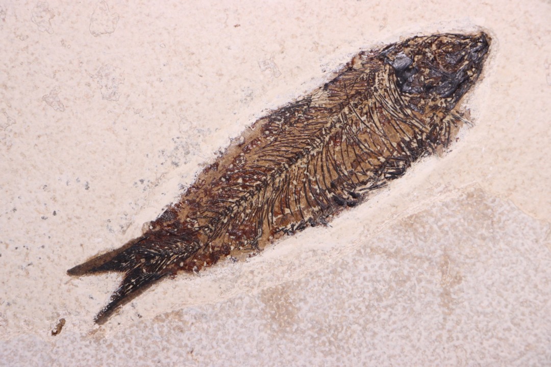 Poisson fossile KNIGHTIA EOCAENA - éocène - Wyoming - USA