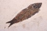 KNIGHTIA EOCAENA - Eocène - green river fmt - Wyoming - USA