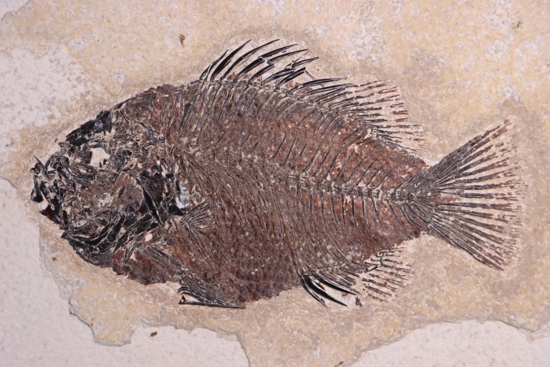 poisson fossile Cockerellites liops - green river fmt - eocène - USA