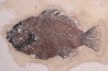 Cockerellites liops - Eocène - green river fmt -  Wyoming - USA