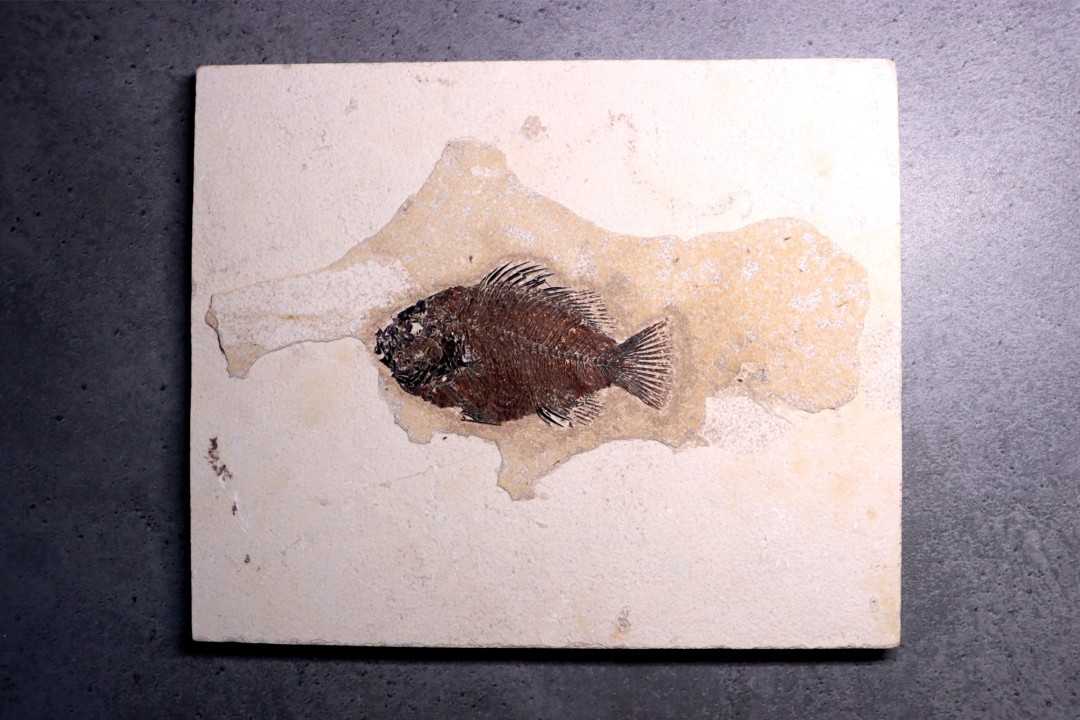 poisson fossile Cockerellites liops - green river fmt - eocène - USA