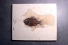 poisson fossile Cockerellites liops - green river fmt - eocène - USA