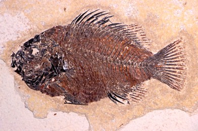 Cockerellites liops - Eocène - green river fmt -  Wyoming - USA
