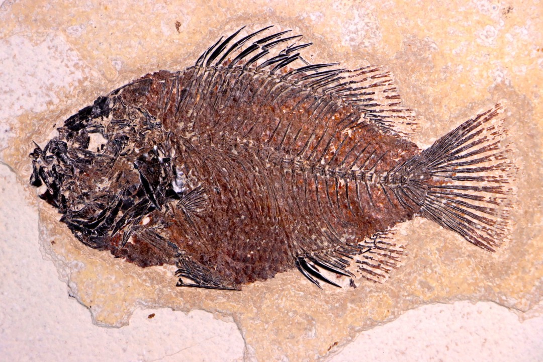 Cockerellites liops - Eocène - green river fmt -  Wyoming - USA