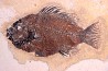Cockerellites liops - Eocène - green river fmt -  Wyoming - USA