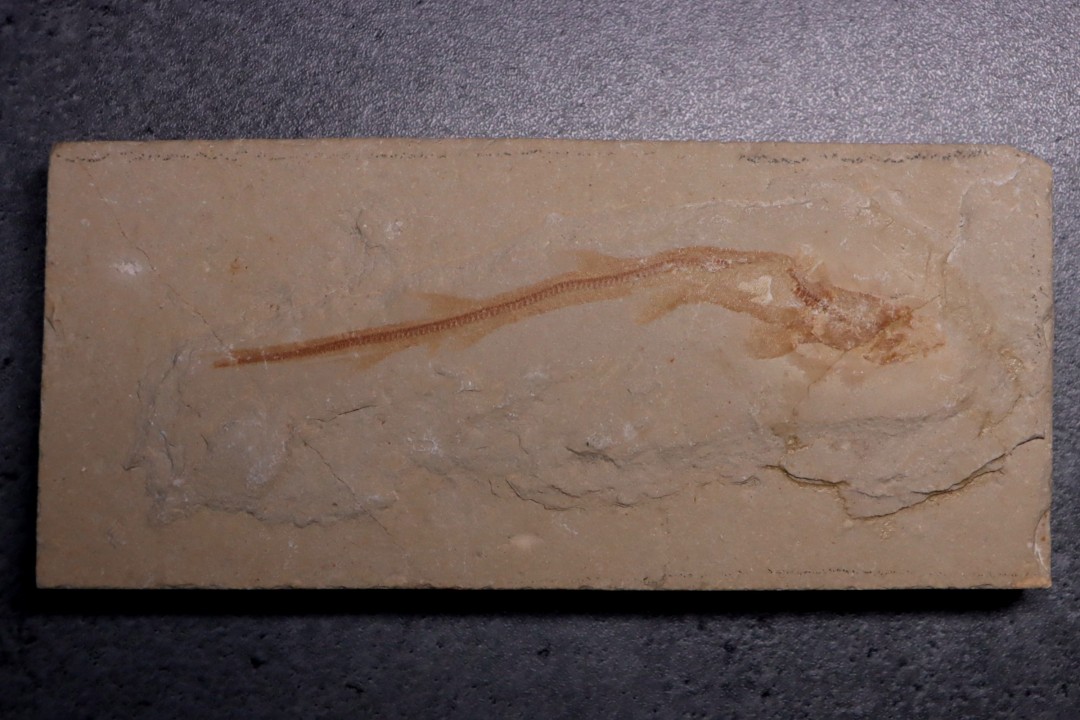Scyliorhinus arambourgi (Cappetta, 1980) -  Cénomanien  Hgula - Byblos - LIBAN