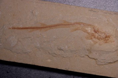 Scyliorhinus arambourgi (Cappetta, 1980) - Cénomanian  Hgula - Byblos - LIBANON