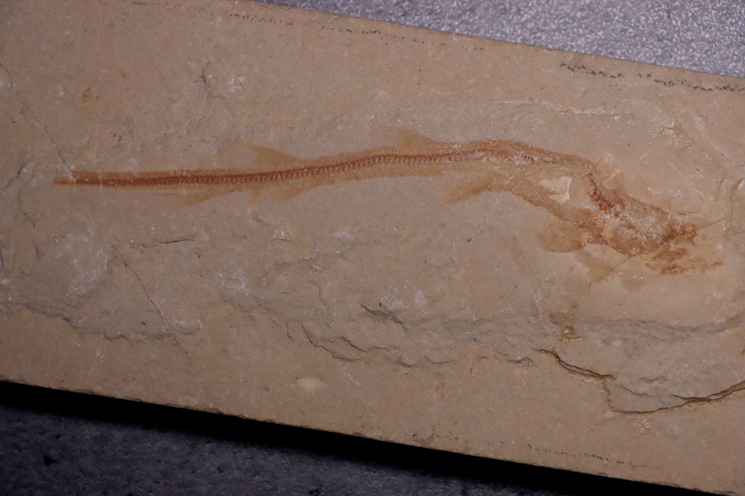 Scyliorhinus arambourgi (Cappetta, 1980) -  Cénomanien  Hgula - Byblos - LIBAN
