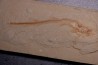 Scyliorhinus arambourgi (Cappetta, 1980) -  Cénomanien  Hgula - Byblos - LIBAN