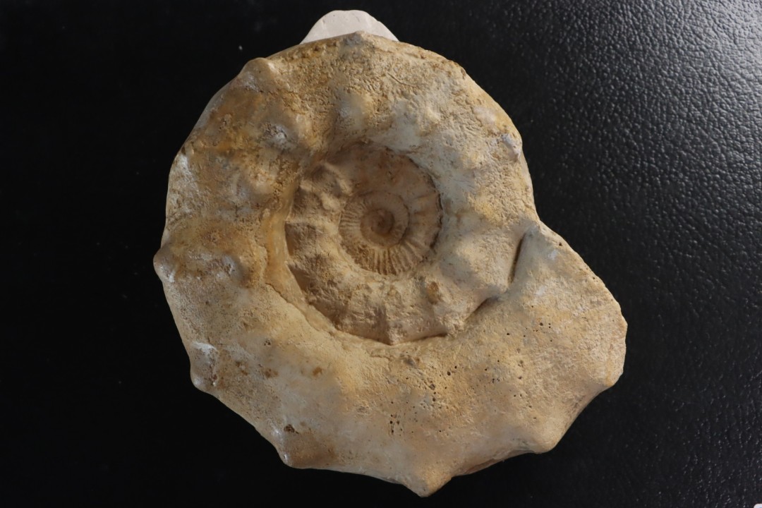 Peltoceras athleta - callovien supérieur - Montreuil-Bellay - FRANCE