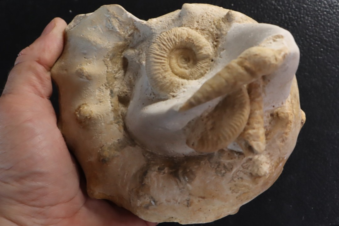 Peltoceras athleta - callovien supérieur - Montreuil-Bellay - FRANCE