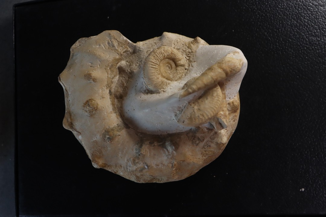 Peltoceras athleta - callovien supérieur - Montreuil-Bellay - FRANCE