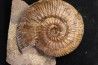 Hammatoceras aff. insigne - TOARCIEN - Carriere Belmont - LYON - FRANCE