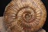 Hammatoceras  insigne - TOARCIEN - Carrière Belmont - FRANCE