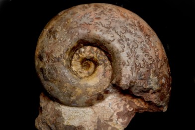 Perilytoceras jurense (Zieten) Toarcien Carrière Belmont - LYON - FRANCE