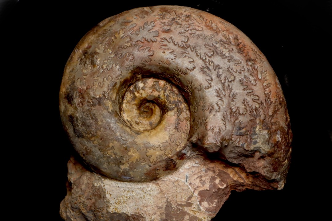 Perilytoceras jurense (Zieten) Toarcien Carrière Belmont - LYON - FRANCE