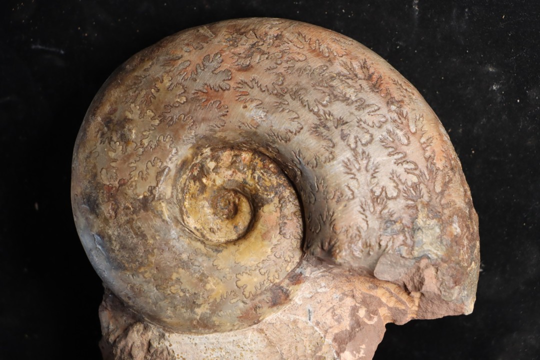 Perilytoceras jurense (Zieten) Toarcien Carrière Belmont - LYON - FRANCE