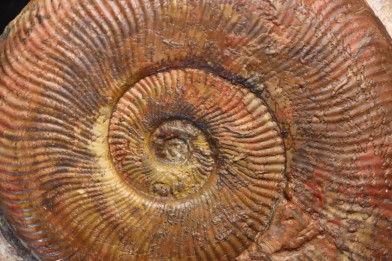 Harpoceras subplanatum - TOARCIEN - Carriere Belmont - LYON - FRANCE