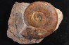 Pseudogrammoceras aff. fallaciosum - TOARCIEN - Carriere Belmont - FRANCE