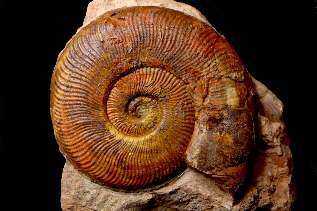 Harpoceras subplanatum - TOARCIEN - Carriere Belmont - LYON - FRANCE