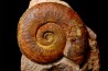 Pseudogrammoceras aff. fallaciosum - TOARCIEN - Carriere Belmont - FRANCE