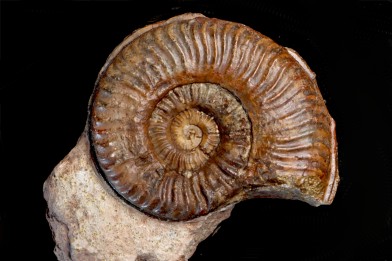 Grammoceras thouarsense - Toarcien - Belmont - FRANCE