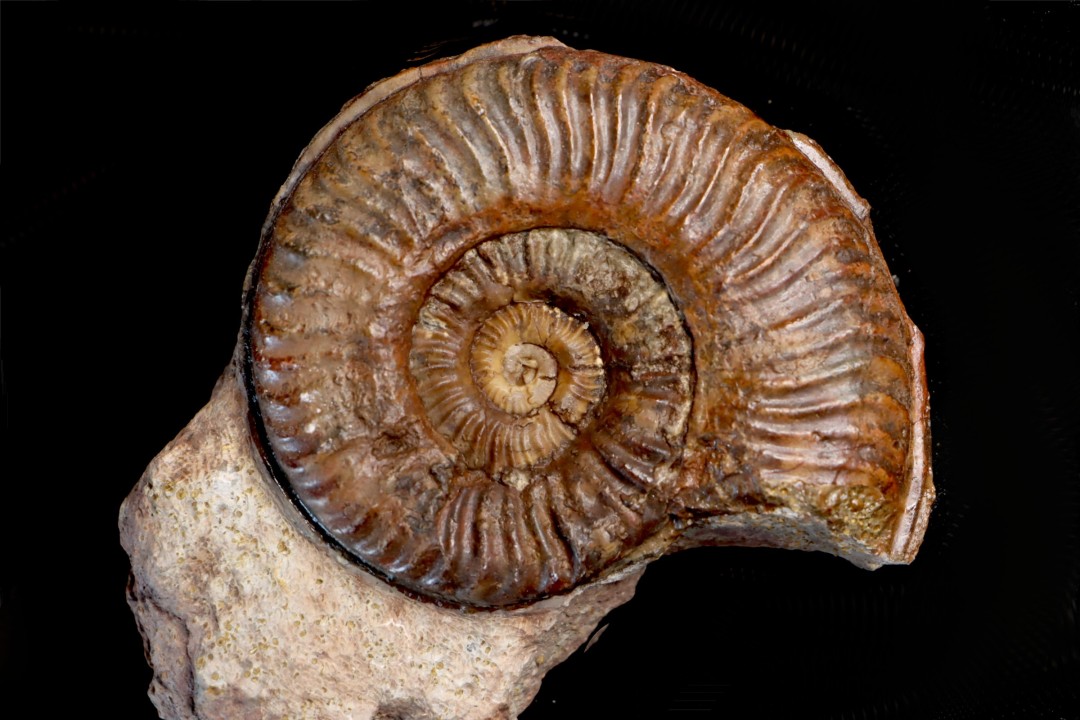 Grammoceras thouarsense - Toarcien - Belmont - FRANCE