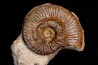 Grammoceras thouarsense - Toarcien - Belmont - FRANCE
