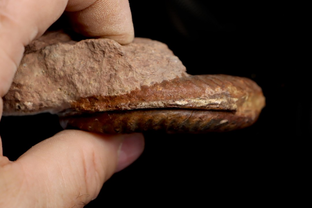 Grammoceras thouarsense - Toarcien - Belmont - FRANCE