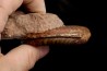 Grammoceras thouarsense - Toarcien - Belmont - FRANCE