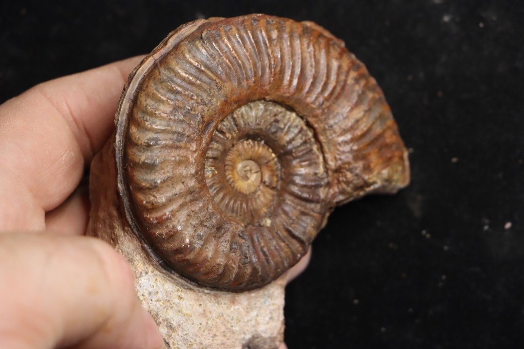 Grammoceras thouarsense - Toarcien - Belmont - FRANCE