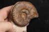 Grammoceras thouarsense - Toarcien - Belmont - FRANCE