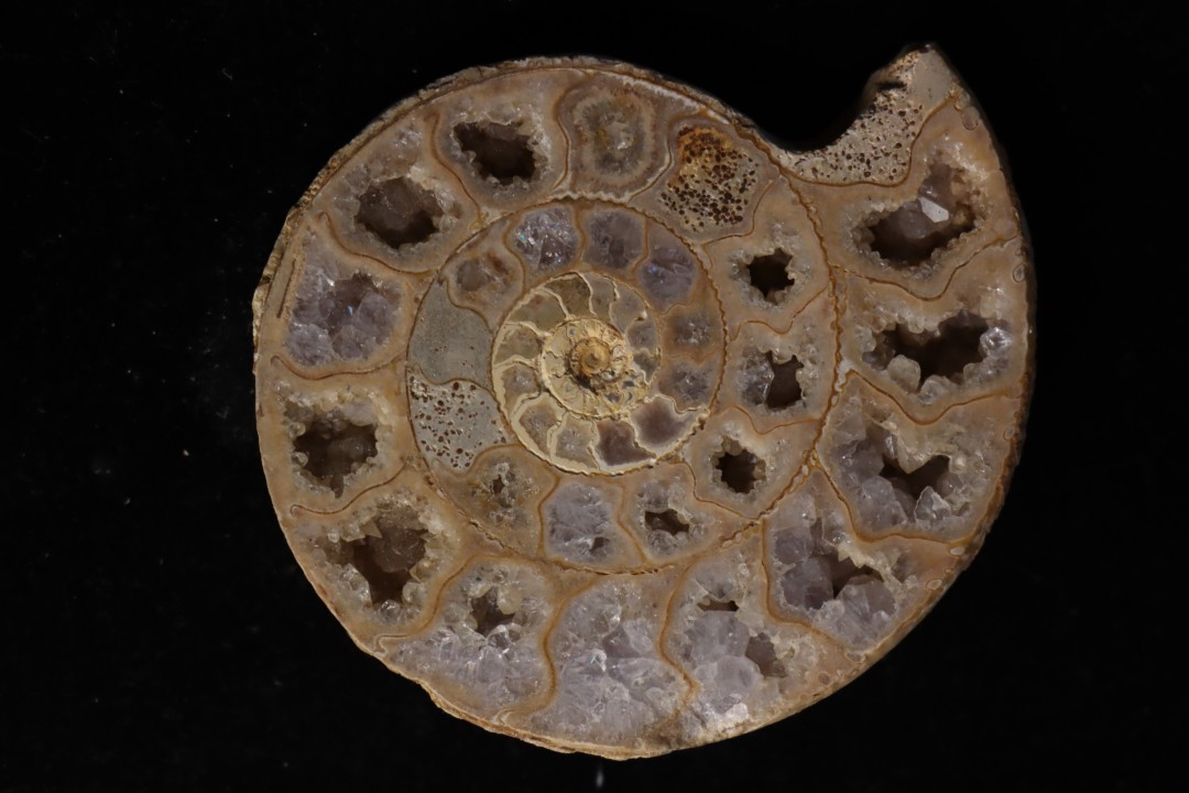 belle ammonite sciée avec loges en quartz - jurassique - Normandie, FRANCE