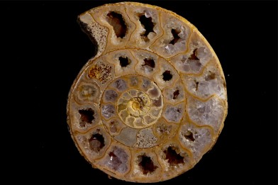 belle ammonite sciée avec loges en quartz - jurassique - Normandie, FRANCE