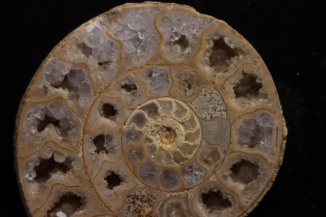 belle ammonite sciée avec loges en quartz - jurassique - Normandie, FRANCE