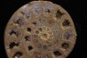 belle ammonite sciée avec loges en quartz - jurassique - Normandie, FRANCE