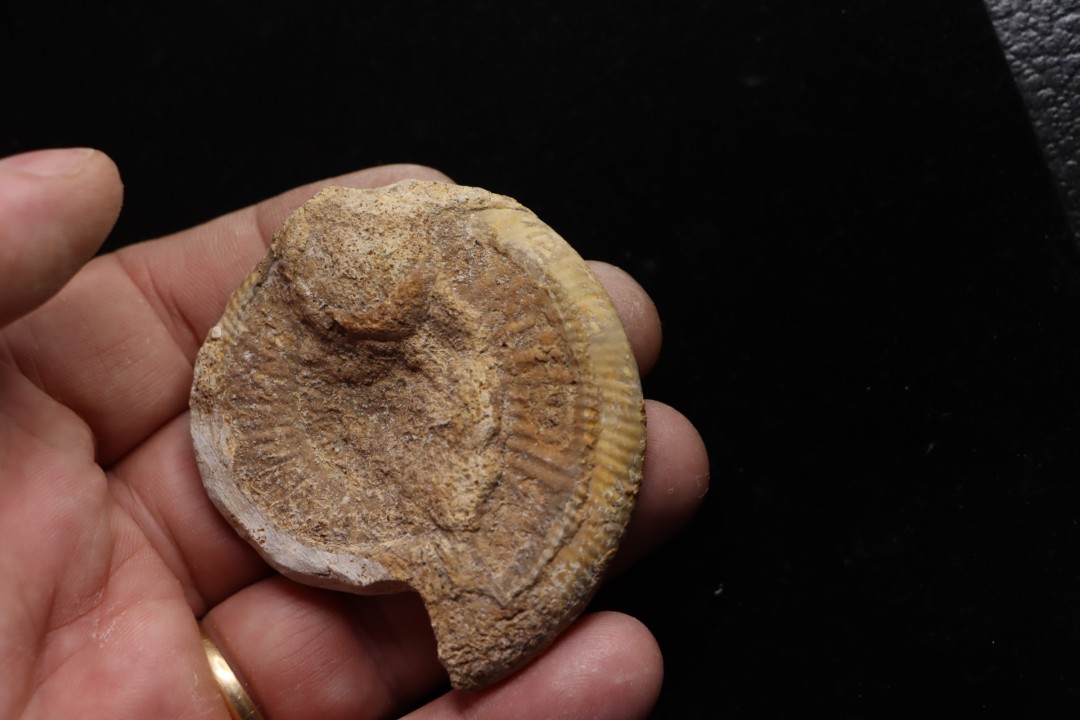 belle ammonite sciée avec loges en quartz - jurassique - Normandie, FRANCE