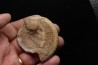 belle ammonite sciée avec loges en quartz - jurassique - Normandie, FRANCE