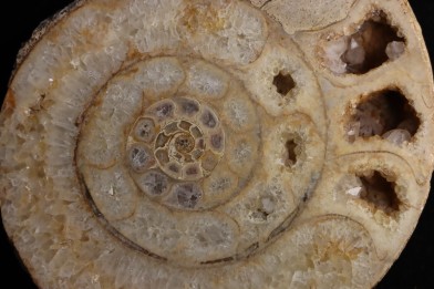 belle ammonite sciée avec loges en quartz - jurassique - Normandie, FRANCE