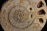 belle ammonite sciée avec loges en quartz - jurassique - Normandie, FRANCE