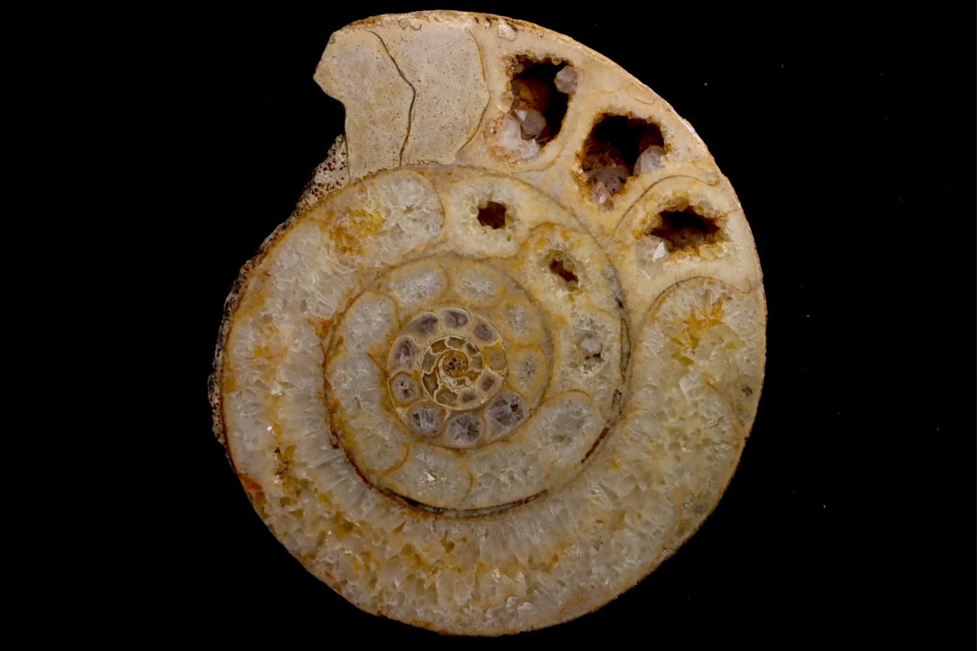 belle ammonite sciée avec loges en quartz - jurassique - Normandie, FRANCE