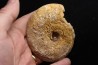 belle ammonite sciée avec loges en quartz - jurassique - Normandie, FRANCE