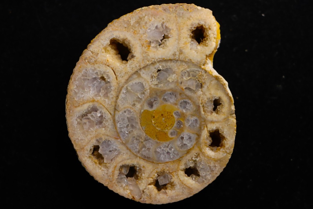 belle ammonite sciée avec loges en quartz - jurassique - Normandie, FRANCE