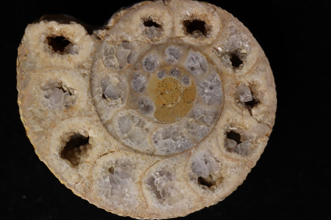 belle ammonite sciée avec loges en quartz - jurassique - Normandie, FRANCE